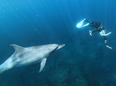 利島 野生のイルカと泳ぐ　ドルフィンスイムツアー